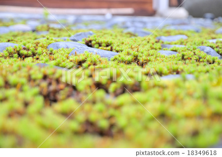 Moss garden 18349618