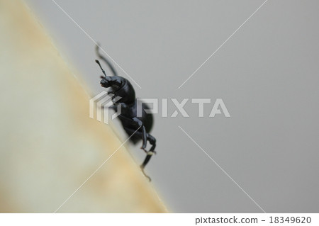 Living thing insects Clark weevil, it is said that the upper wing does not open to make a hard body. I am in Iriomote Island, Ishigakijima 18349620