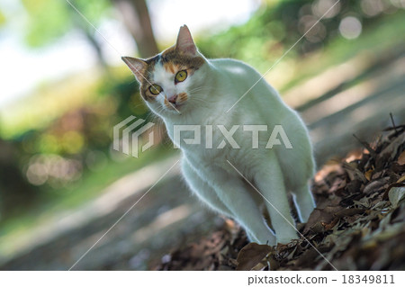 Rolling cattle excreted 18349811