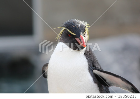 Iwatobi penguins 18350213