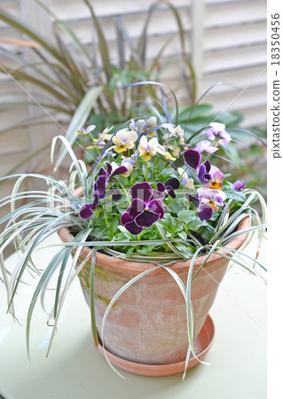 Planting of pansies and violas 18350456