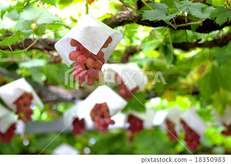 葡萄園Kaijiro 葡萄園Kaijiro 18350983