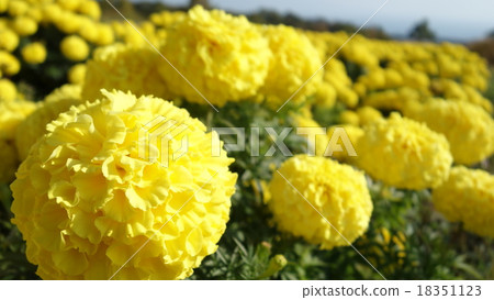 萬壽菊 萬壽菊 18351123