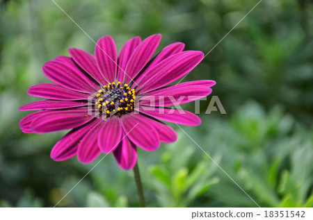Purple daisy flowers, Osteospermum 18351542