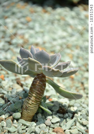 Cactus in botanic garden Cactus in botanic garden 18351543