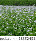 蕎麥花 18352453