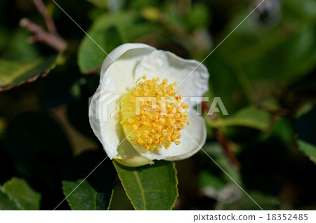 茶花 18352485