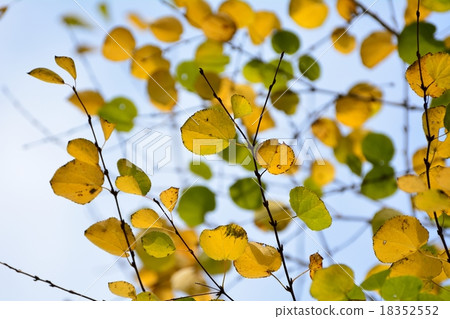 Katsura的黃色留下棉花糖的味道 18352552
