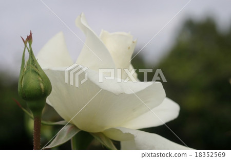 White rose 18352569