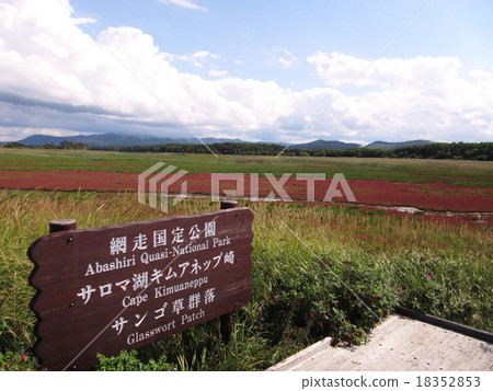 珊瑚草群布北海道 18352853