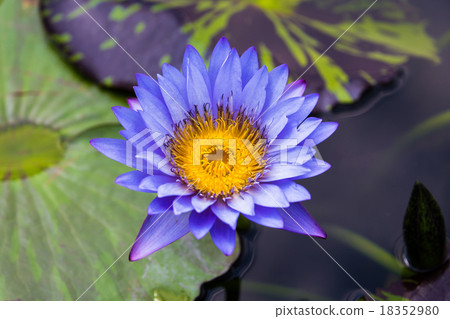 图库照片: big blue water lily with yellow pollen