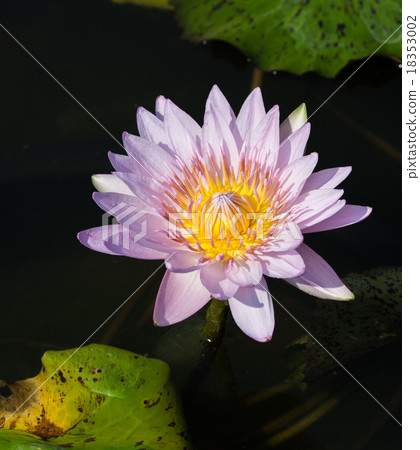 图库照片: big purple water lily with yellow pollen