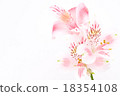 Alstroemeria 18354108