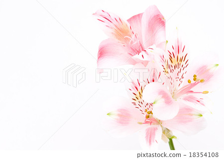 Alstroemeria Alstroemeria 18354108