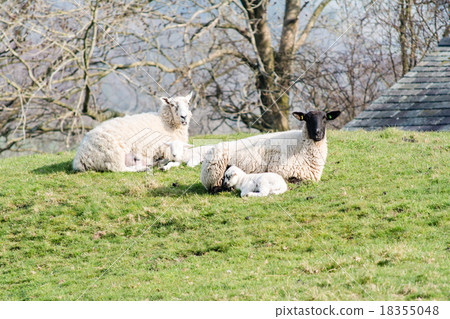 Parent and child of sheep in grassland 18355048
