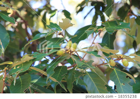 Fruit of a park in autumn Fruit of a park in autumn 18355238