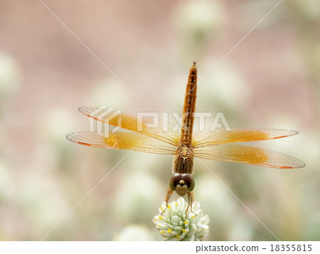 large yellow golden dragonfly on a grass flower 18355815