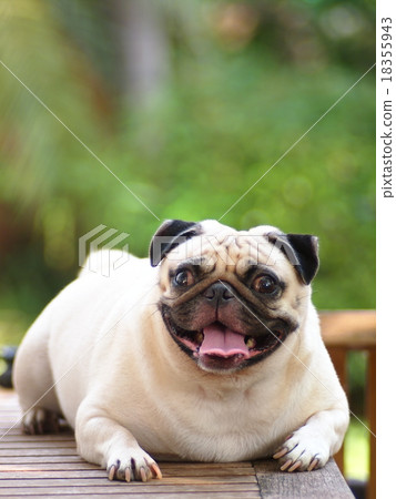 white fat cute lovely pug dog laughing portraits 18355943