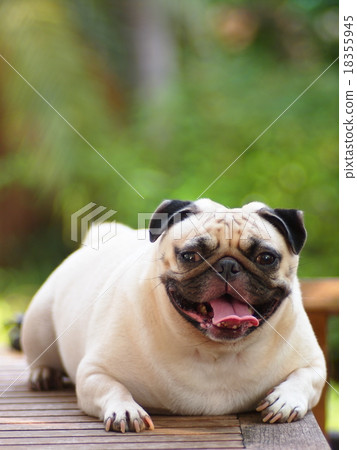 white fat cute lovely pug dog laughing portraits 18355945