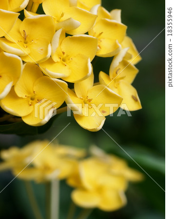 group of tropical yellow flowers, ixoras, coquina 18355946
