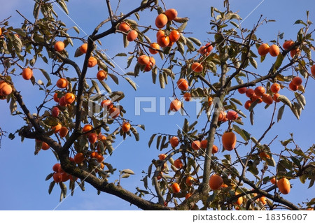 Persimmon tree 18356007