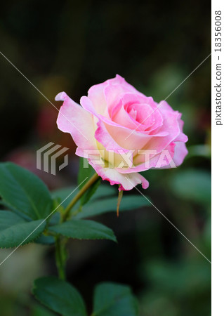 Roses of the variety Matilda 18356008