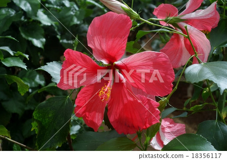 Hibiscus Ie Island 18356117