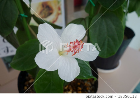 Hibiscus Ie Island 18356118