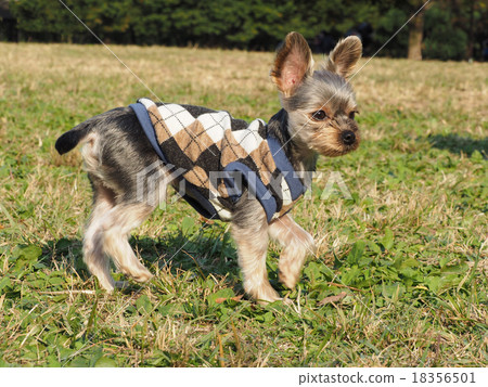 景觀約克夏犬 景觀約克夏犬 18356501