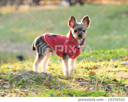 景觀約克夏犬 景觀約克夏犬 18356502