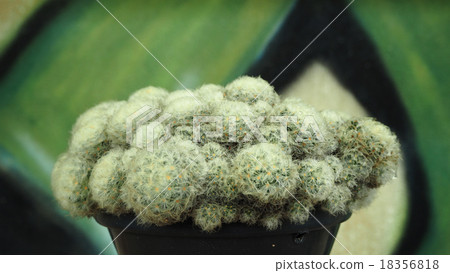 Cactus, selective focus 18356818