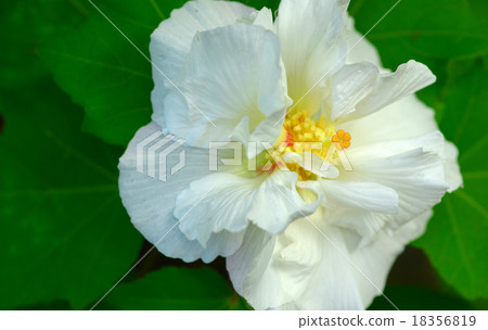 White flower closed up, Selective focus applied White flower closed up, Selective focus applied 18356819