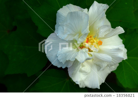White flower closed up, Selective focus applied White flower closed up, Selective focus applied 18356821