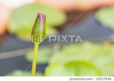 lotus budding 18357648