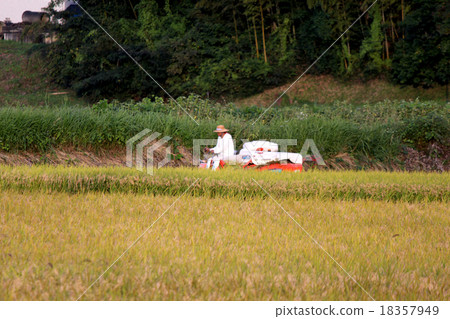 Rice reaping 18357949