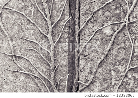tendrils growing on a granite stone for backgrounds 18358065