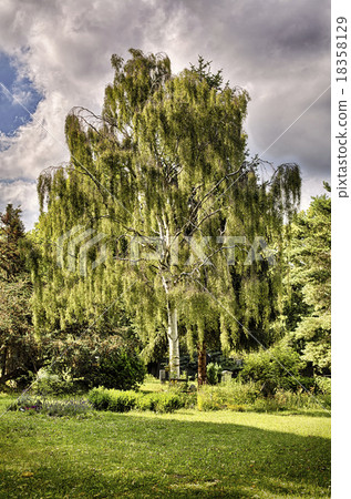 图库照片: hdr shot of a birch tree in a garden