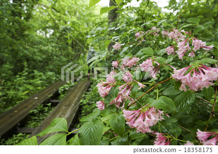 去Ozegahara Taniutsugi的山路 18358175