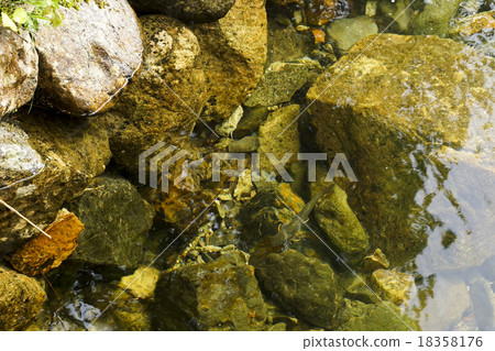 River fish of Oze River 18358176