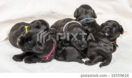 Small group puppi breed Miniature Schnauzer 18359616