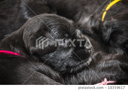 Small group puppi breed Miniature Schnauzer 18359617