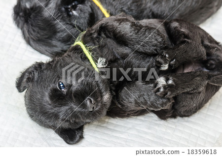 Small puppi breed Miniature Schnauzer Small puppi breed Miniature Schnauzer 18359618