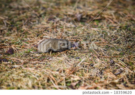 Mouse vole, close-up 18359620