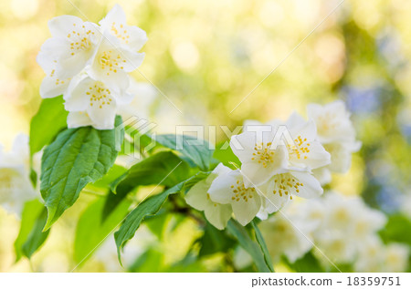 Blooming jasmine bush, close-up 18359751