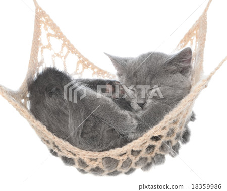Cute gray kitten sleeping in hammock 18359986