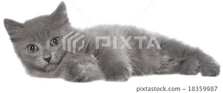 Small gray shorthair kitten lie 18359987