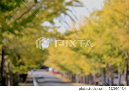 銀杏樹aki樹圖像 18360484