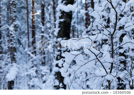 Winter forest 18360506