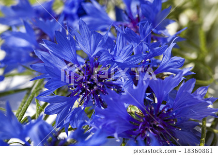 cornflowers   18360881