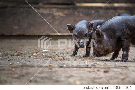 small pigs in the farm 18361104